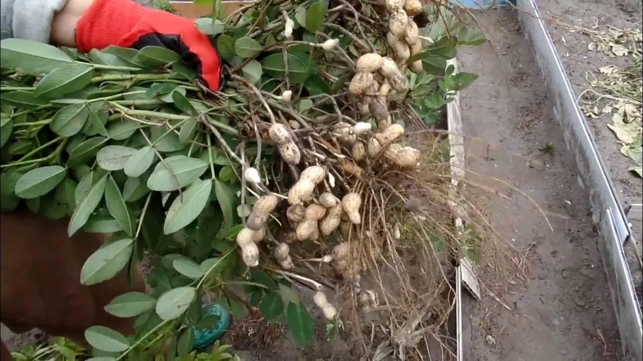Арахис на даче полный процесс от посадки до сбора урожая - YouTube