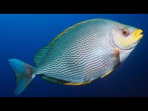 POV:you are a fish🐟