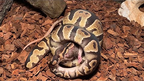 My Chocolate ball python LIVE FEEDING