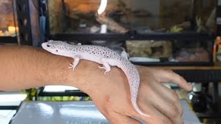 Unboxing Amazing Leopard Gecko Morph!