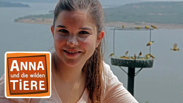 Was webt der Webervogel?  | Reportage fr Kinder | ...