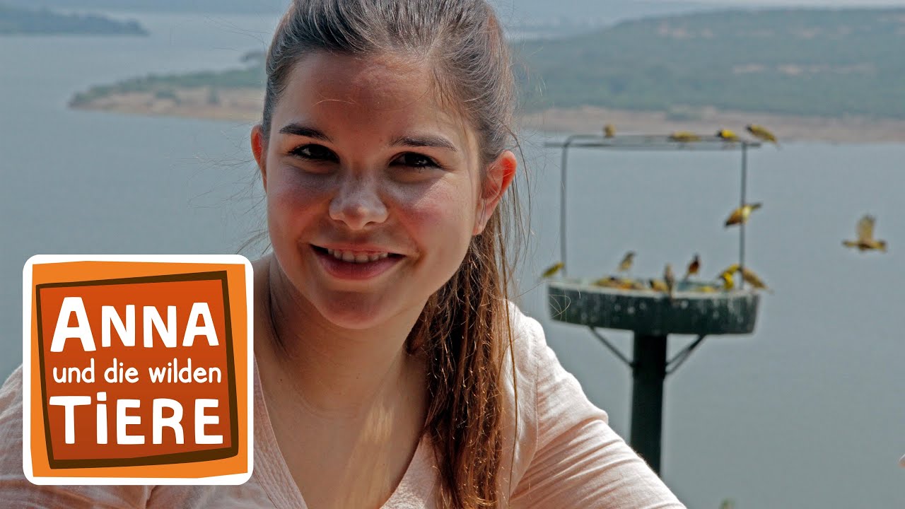 Was webt der Webervogel? | Reportage für Kinder | Anna und die wilden Tiere