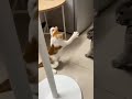 Two Cats 😺 = Perfect Chaos 😁 #trending #shorts