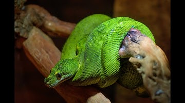 Memory Palace Tutorial