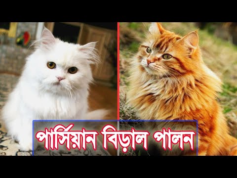 ভিডিও: কীভাবে বিড়ালের পশম শেভ করবেন (ছবি সহ)