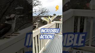 Download Lagu Cockatoo Teases Kookaburra! MP3