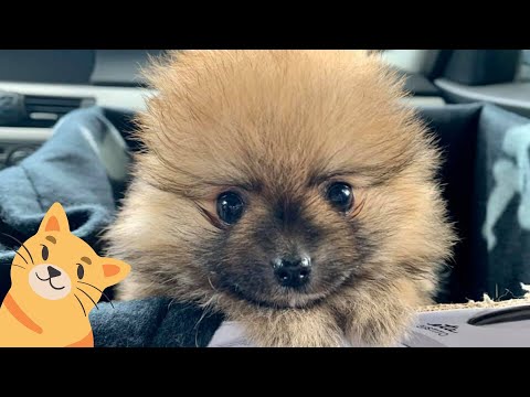 Video: Ako Sa Starať O šteniatko špic