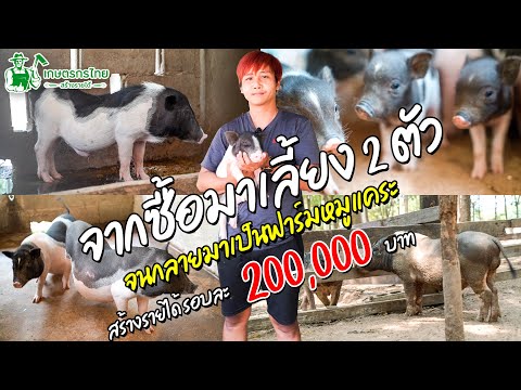 ชมสวนเกษตรกรไทย l Ep40 ตอน ฟาร์มหมูแคระ จากซื้อมาลองเลี้ยงเล่น ๆ ปัจจุบันสร้างรายได้ 200,000 ต่อรอบ