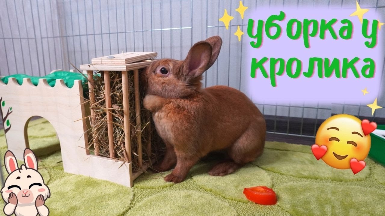 УБОРКА В ВОЛЬЕРЕ У КРОЛИКА \\ КАК Я УБИРАЮСЬ У СВОЕГО КРОЛИКА \\ УБОРКА У ...