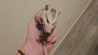 Baby Possum playing dead
