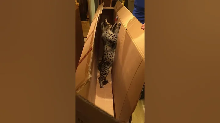 Watch the video about F1 Savannah Cat playing in box