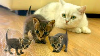 【和貓住】領養11只貓是什麽體驗銀漸層你究竟還要帶多少貓回來?