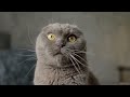 Wildlife Animals with natural beauty Safari Moments Free HD Creative Commons Videos Full HD