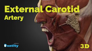 External Carotid Artery | التغذية الدموية للرأس