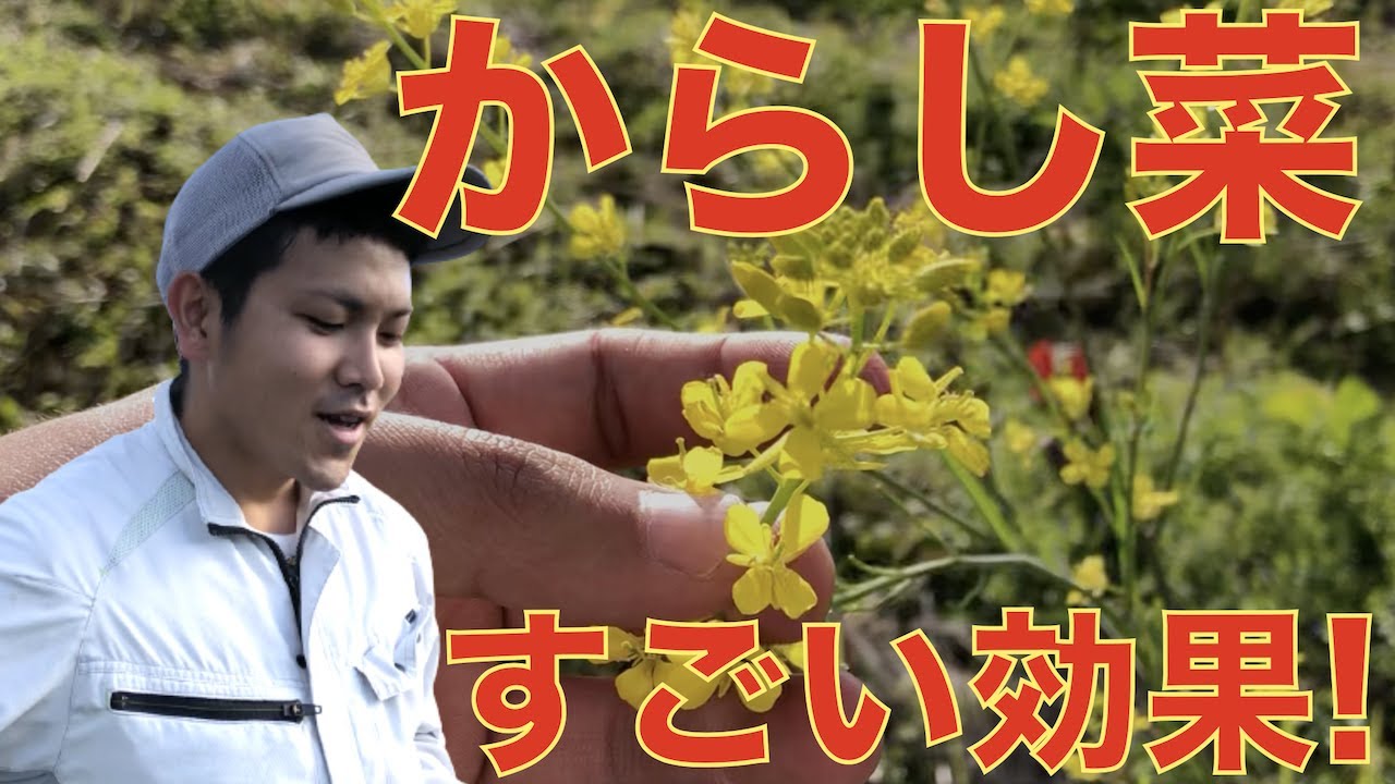 【土壌殺菌】からし菜の花を活用！とう立ちした花！ナス科の野菜を植える前に！