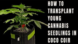 Growing with You | Week 3 | How to Transplant young cannabis seedlings in coco coir
