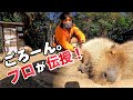 カピバラさんをごろーんさせてみたい人は見てください How to interact with capybara