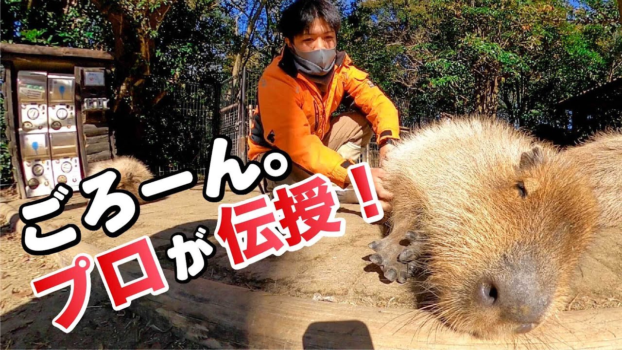 カピバラさんをごろーんさせてみたい人は見てください How To Interact With Capybara Youtube カピバラさんをごろーんさせてみたい人は見てください How To Interact With Capybara Youtube