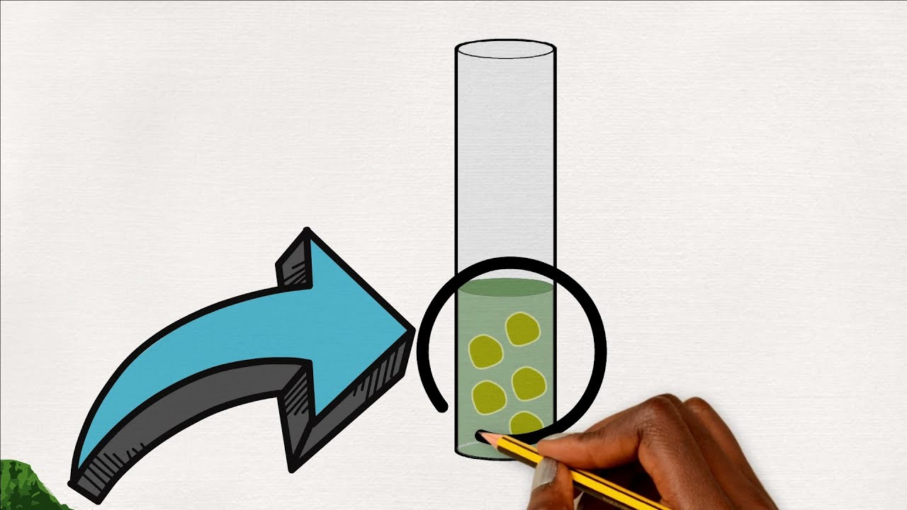 Extracting total lipids using accelerated solvent extraction