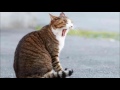 あんた