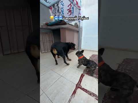 كينزو كيبسل على ستيلا   اكسبلور   