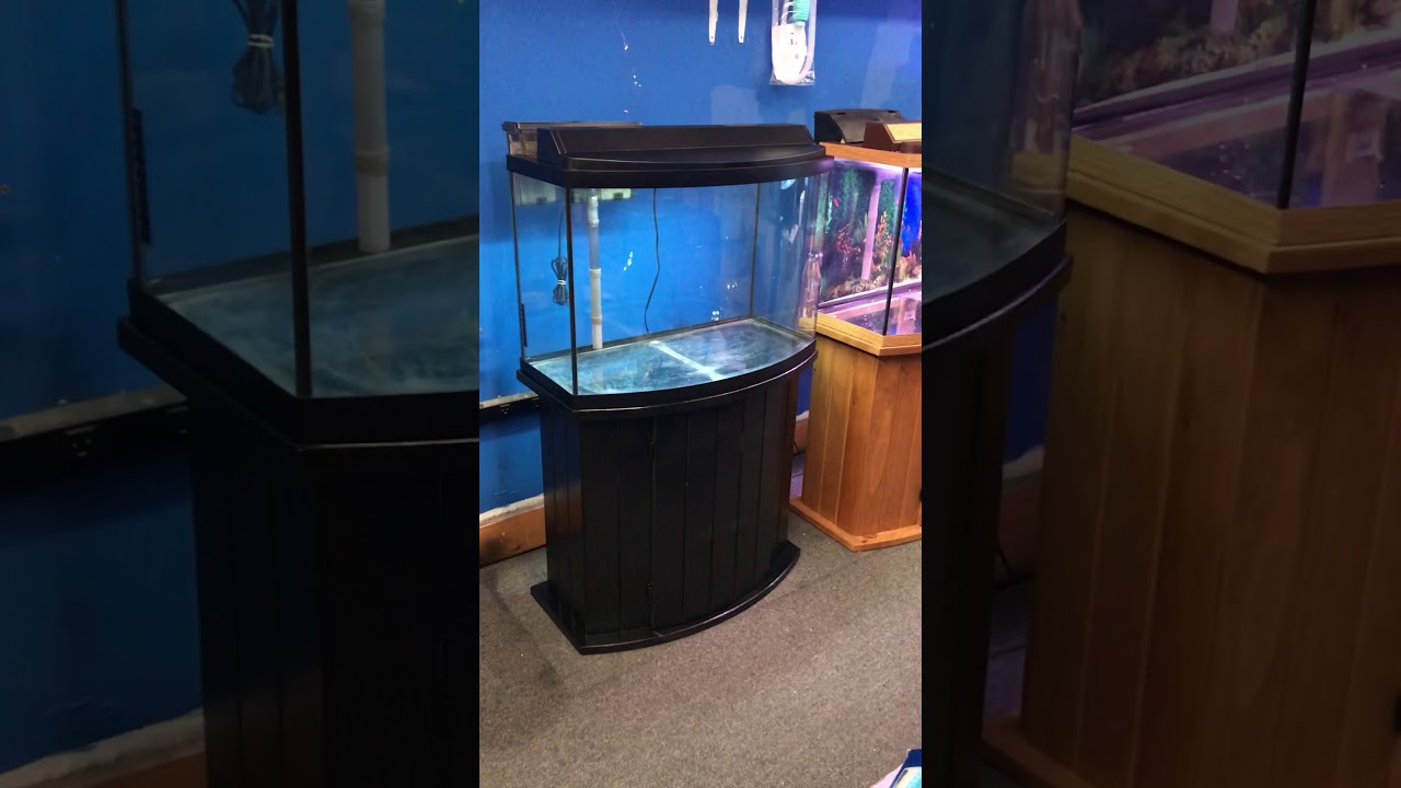 36 gallon Bowfront aquarium fish tank complete 250 YouTube
