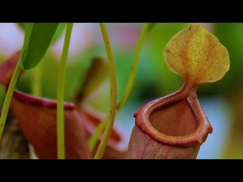 Pitcher Plants - How to Water, Prune, and Maintain - YouTube