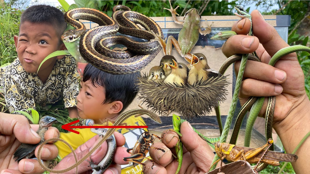 Find the poor baby bird‼️catch baby snake, baby chameleon, baby bird, baby lizard, grass lizard