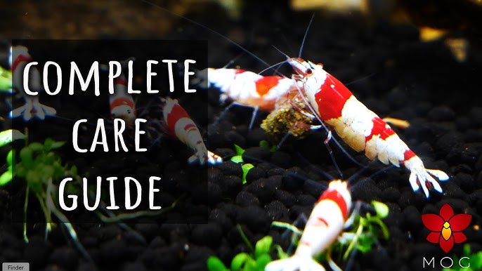 Caridina Shrimp for BEGINNERS [Shrimp Keeping Guide] 