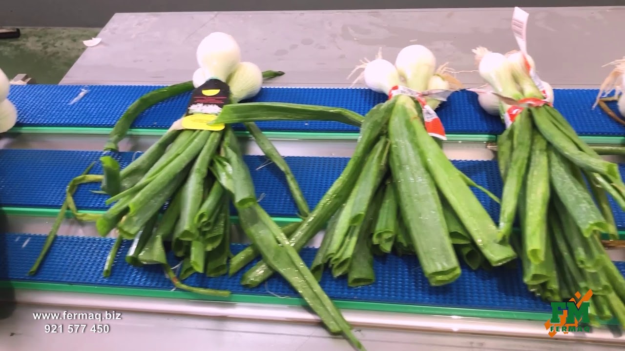 Línea de manipulado de cebolletas - pelado con aire - lavado y corte en