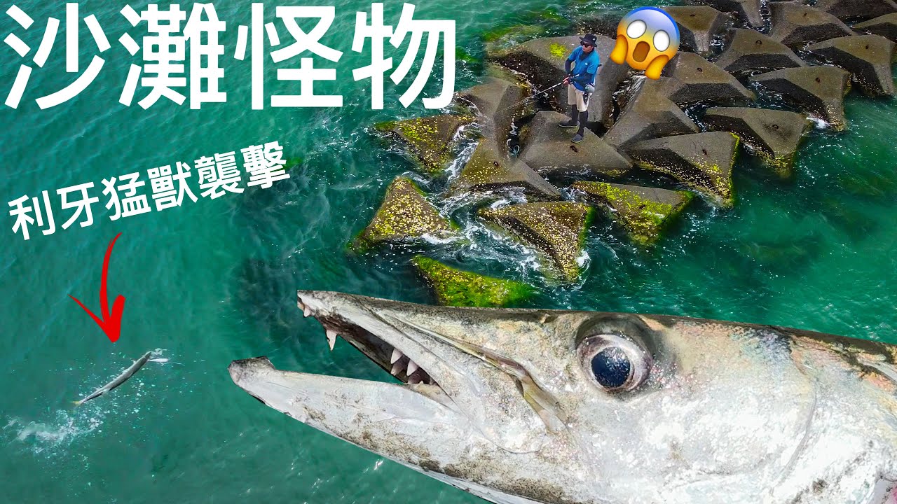 [CC字幕] 在沙灘游來游去的兇猛魚種!? 台灣海釣米級大剪刀 終於達成!