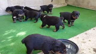 les chiots et parents rottweiler