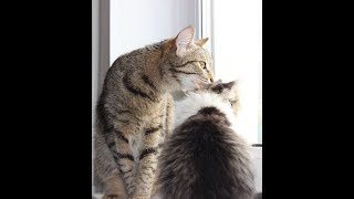 Подобрали котенка. Кира и Тимон. Чужих детей не бывает. Подборка фото и видео. Подобрали котенка. Кира и Тимон. Чужих детей не бывает. Подборка фото и видео.