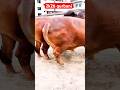 2k26 qurbani ❤️ #2k26qurbani #cowqurbani #cow #cowlover #cowvideos #cowboys #cows #youtubeshorts