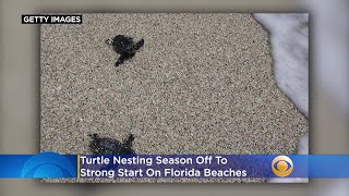 Turtle Nesting Season Off To Strong Start On Florida Beaches