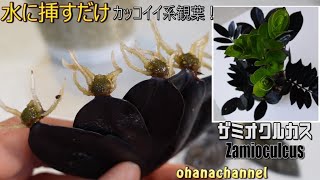 【葉挿し、水挿し】葉っぱ1枚、水に挿すだけ！カッコイイ系観葉植物　ザミオクルカス