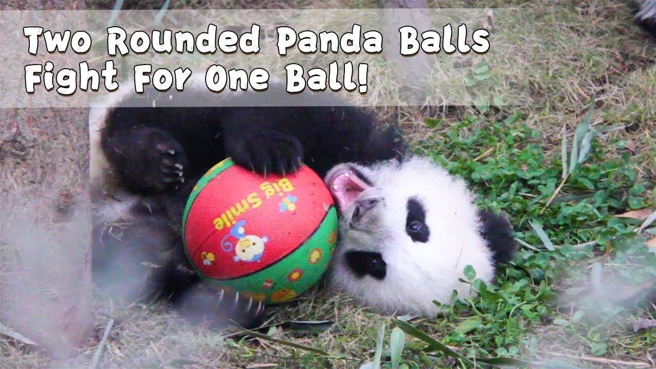 Two Rounded Panda Balls Fight For One Ball! iPanda YouTube