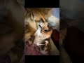 أغنية Moto Moto مترجمة Tiktok اكسبلور Explore Youtubeshorts Shorts Shortvideo Lyrics أغنية Moto Moto مترجمة Tiktok اكسبلور Explore Youtubeshorts Shorts Shortvideo Lyrics