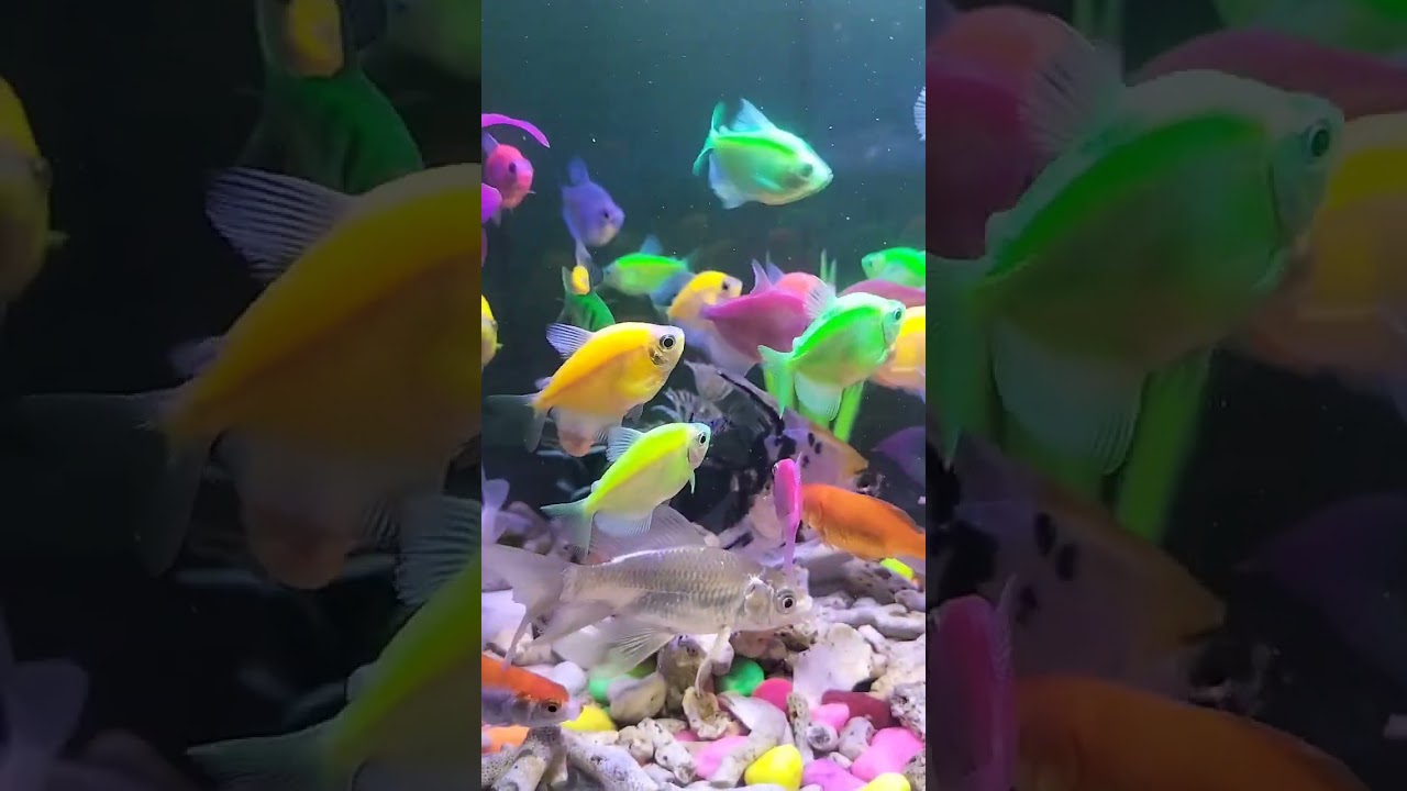 Do not fear failure but rather fear not trying#aquarium #fish #shorts