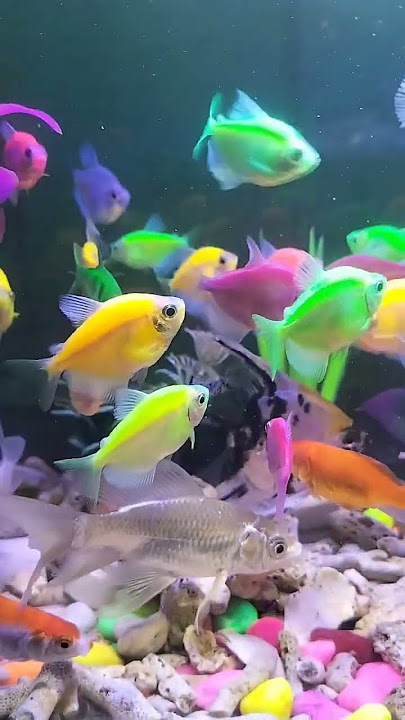 Do not fear failure but rather fear not trying#aquarium #fish #shorts