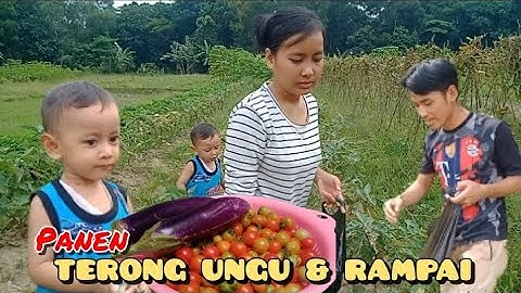 PANEN TERONG UNGU & RAMPAI DI KEBUN PERTAMA KALI || ALHAMDULILAH HASILNYA MELIMPAH