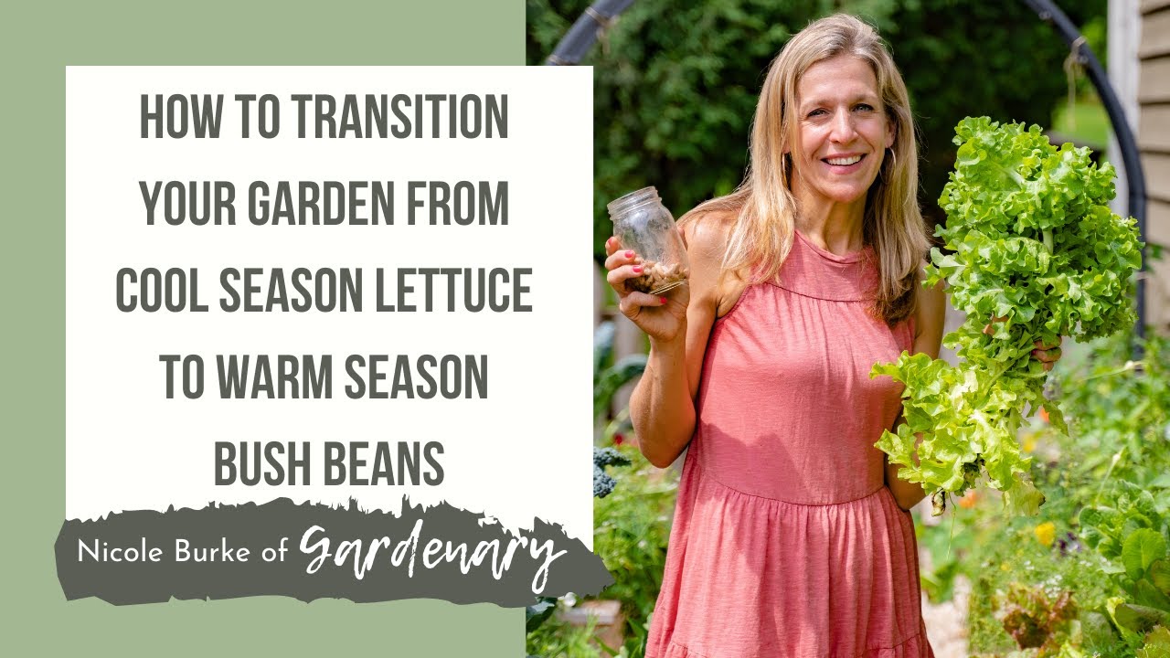 How to Transition Your Garden from Cool Season Lettuce to Warm Season Bush Beans