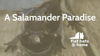 A Salamander Paradise