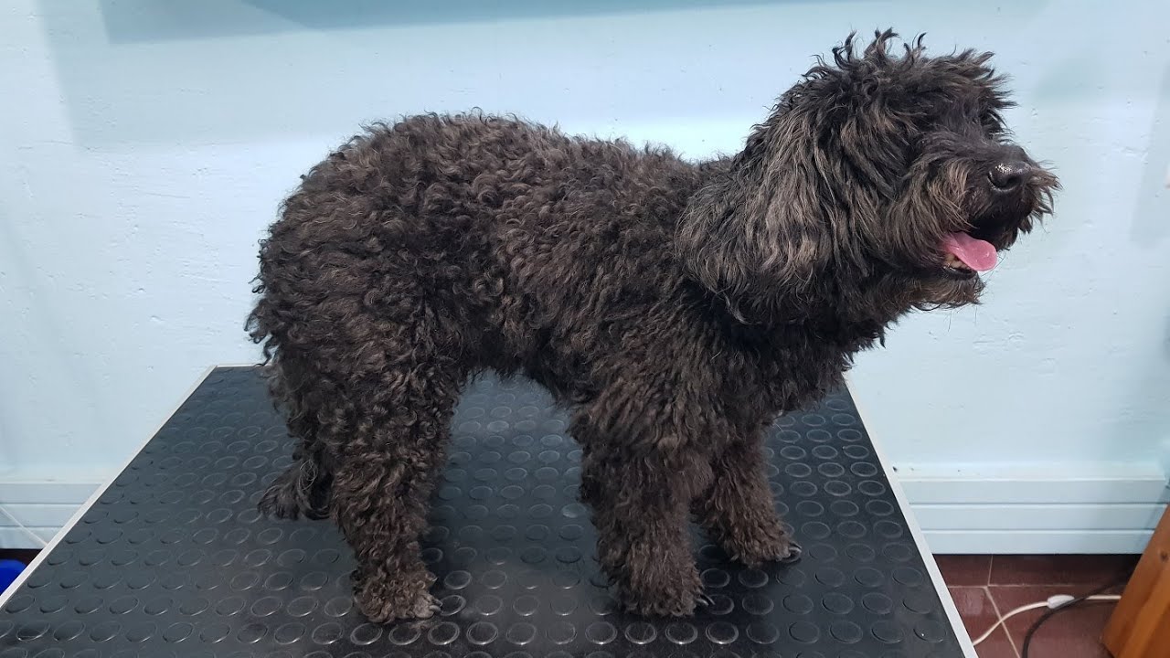 Grooming A Very Matted Poodle Mix YouTube