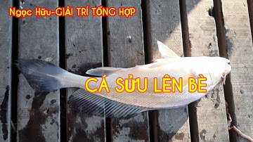 BÃO CÁ Ở ĐIỂM CÂU CŨ, CÁ SỬU LÊN BÈ