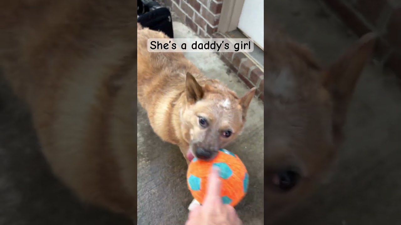 Sam the amazing deaf heeler is daddy’s favorite 