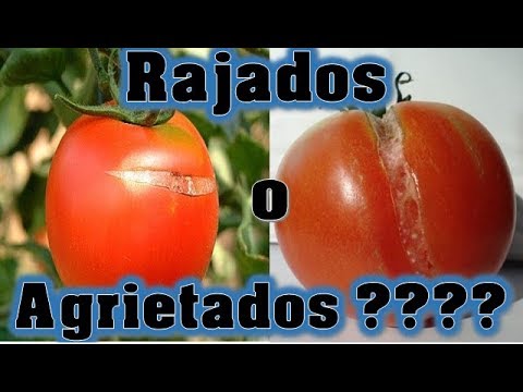 Video: ¿Por Qué Los Tomates Se Agrietan Y Revientan (en Un Arbusto En Un Campo Abierto Y En Un Invernadero), Qué Hacer?