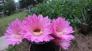 Lovely cactus flower blossoms blooming in fast-motion UHD, 4K time-lapse screenshot 5