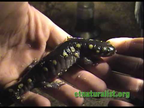 Yellow Spotted salamander - Nature Notes - CTnaturalist