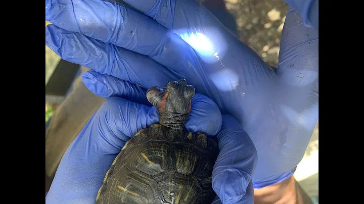 Removing a Massive Growth from a Red-Eared Slider's Face: A Remarkable Field Surgery